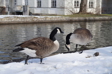 Fototapeta premium Canadian geese in the snow by the river in the city