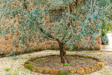 Italy, Central Italy, Old Mediterrean Olive trees. The botanical name Olea europaea, meaning...