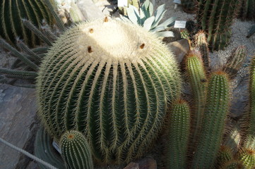 growing cacti
