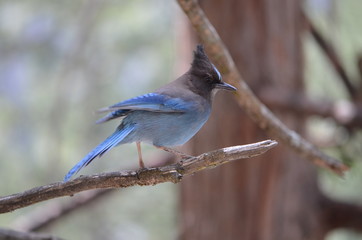 Steller Jay