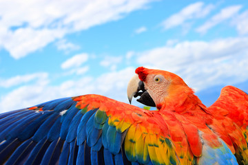 Quiero volar © Ferney