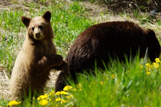 LIght Brown Bear Cub With Mother Exploring Dandelion Field