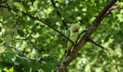 Green parrot eating apple on tree branch