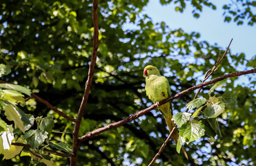 green parrot sitting on tree branch