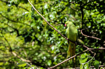 green parrot sitting on tree branch
