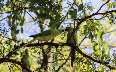 two green parrots kissing each other