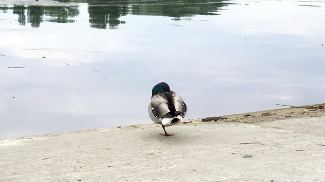 Lonely pigeon stands on one foot on the shore of a river. HD video