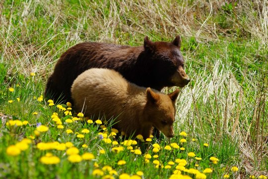 Mother bear and cub strolling through high grass and dandelion flowers in spring
