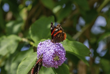Red Admiral.jpg