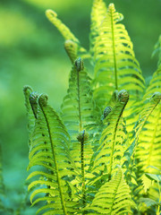 Fern unfurling in spring with blurred vertical background, sunlight. Delicate green natural background, fern shoots. Polypodiopsida, polypodium