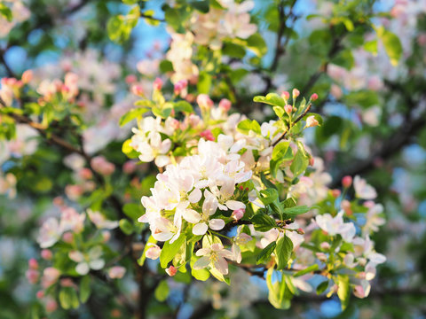 Blossoming apple orchard, close-up. Branches of trees in blossom. White apple trees in the garden. Bright juicy colors in the springtime. Nature in spring