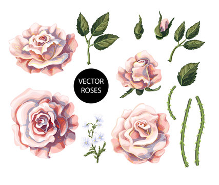 Set of tea roses, their buds and leaves isolated. Vector illustration.