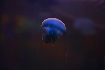 Obraz na płótnie Canvas The beautiful jellyfish