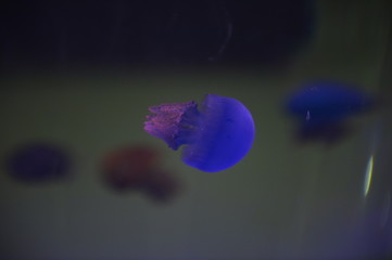 The beautiful jellyfish