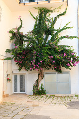 Italy, SE Italy, Ostuni. Old town, Bougainvillea along narrow alleyways. The "White City." Near the Cathedral.