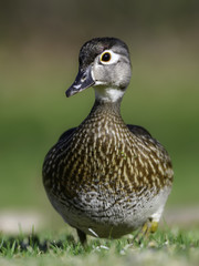 Female Wood Duck Hen Closeup Portrait