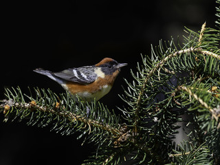 Bay-breasted Warbler Perched on Pine Tree