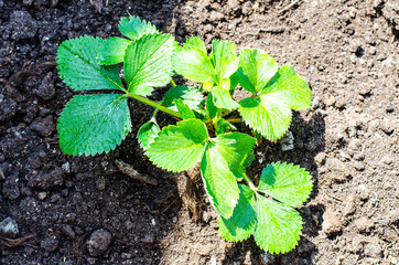 Care for garden strawberries, hand loosens the ground