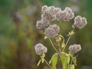Flyable seed capsules on the blossom of a wild herb, very strong blurred background, in the last...