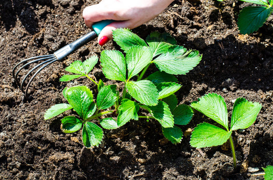 Care for garden strawberries, hand loosens the ground