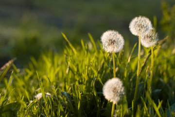 Spring dandelion field over sunlight background