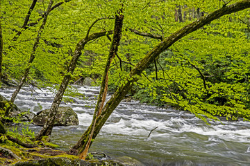 Green leaves hang over a white water stream in the Smoky Mountains.
