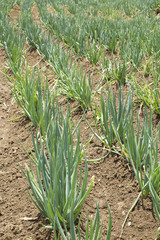 Cultivation of organic leaf onion - Allium fistulosum