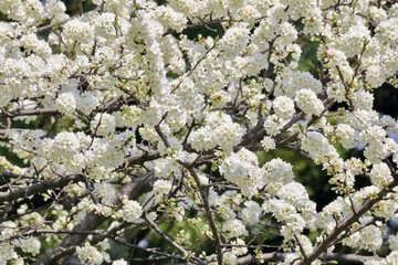 木の花はコデマリ