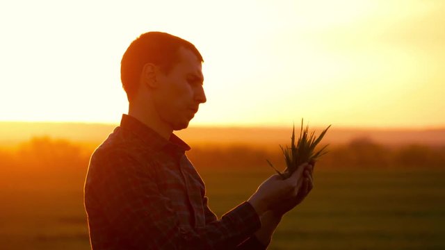 Farmer in a field holding and examining crop in his hands at sunset. Young farmer in a field examining wheat crop at sunset.