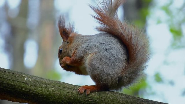 the squirrel eats a nut, sitting on a branch, but something scares him and he drops the nut from his paws and runs off
