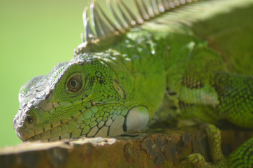 An Iguana lounging in the Amazon rainforest