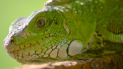 Obraz premium An Iguana lounging in the Amazon rainforest