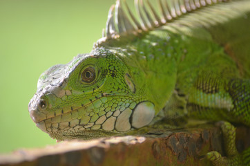 Fototapeta premium An Iguana lounging in the Amazon rainforest