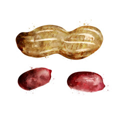 Peanut on white background. Watercolor illustration