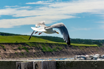 Flying Seagull