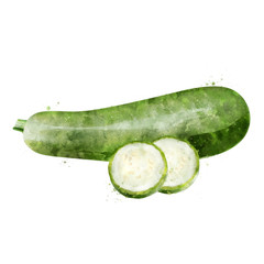 Zucchini on white background. Watercolor illustration