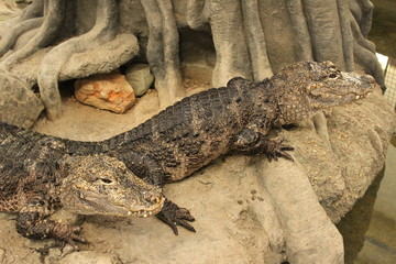 Crocodile
