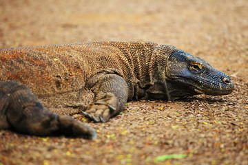 Komodo Dragons