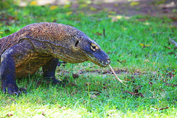 Komodo dragon
