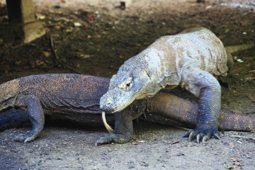Komodo dragon