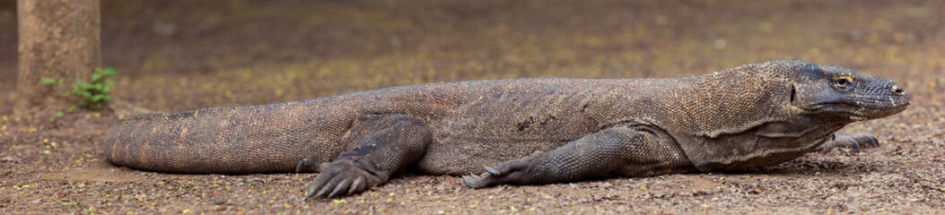 Obraz premium Komodo dragon