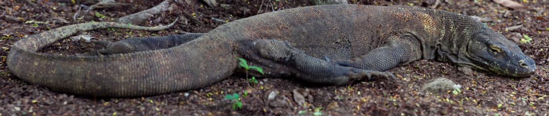 Obraz premium Komodo dragon