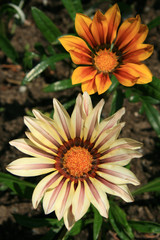 Flower - Butchart Gardens, Victoria, BC, Canada