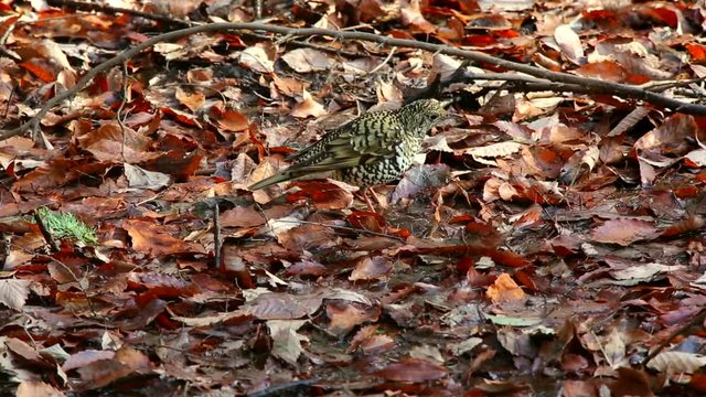 ダンスを踊りながら捕食するトラツグミ