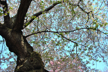 Obraz premium Flowers of Spring