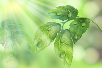 Plant Leaf on Green Background