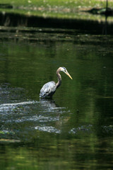Heron Bird - Coastline, Victoria, BC, Canada