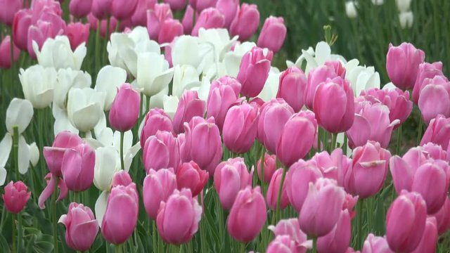 Pink and white tulips waving in the wind, row file