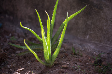 Aloe Vera
