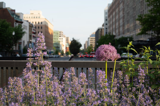 Purple flowers with street and buildings
